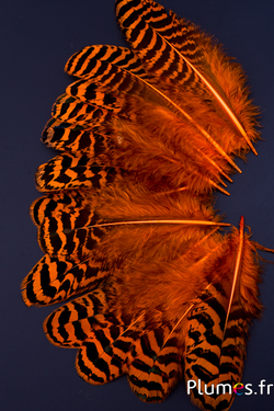 Aquila (imitazione) - 25-30 cm - tigrato macchiato
